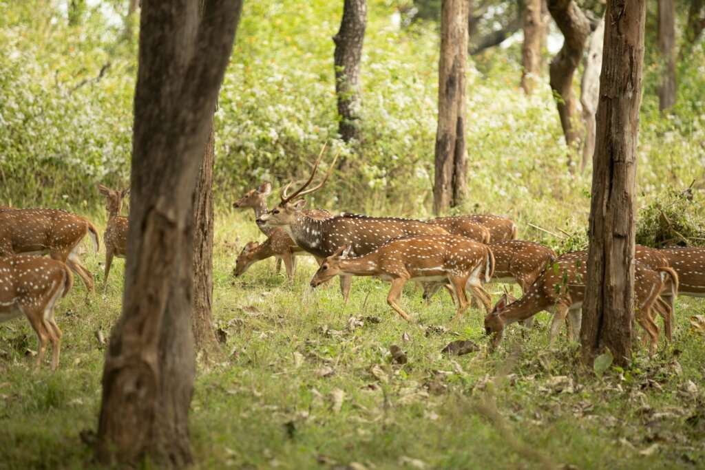 Saddle Peak National Park (Diglipur)