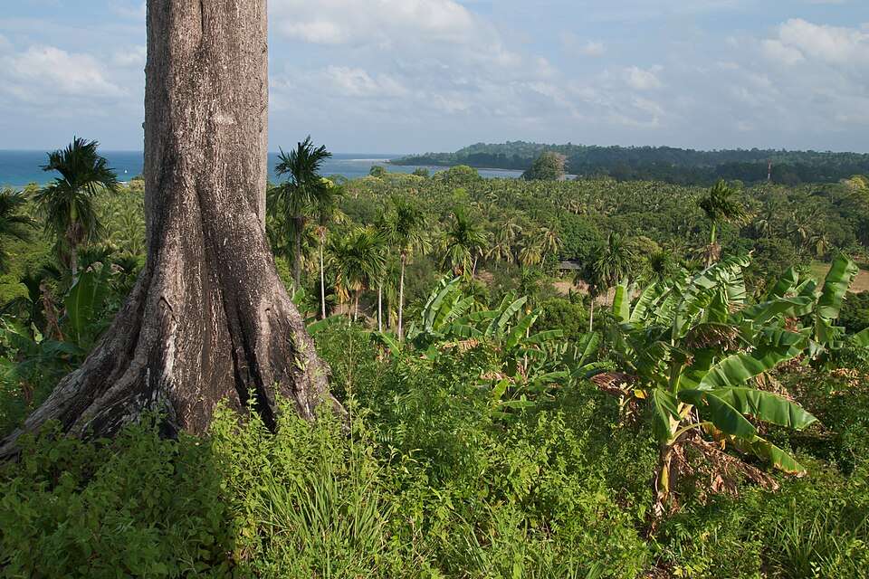The forests are at their greenest