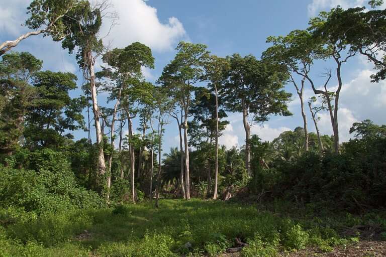 guided forest