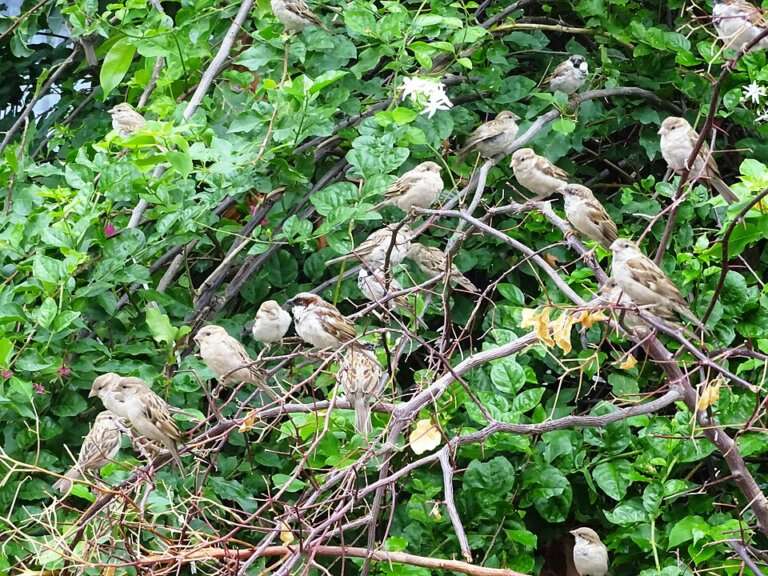Bird Watching at Chidiya Tapu