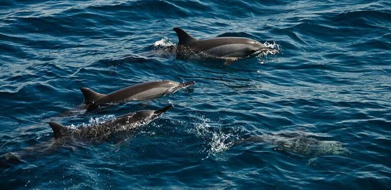 Dolphin Watching