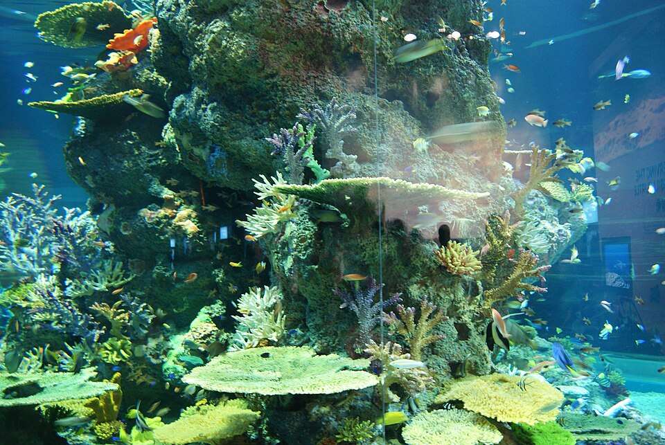Marina Park aquarium
