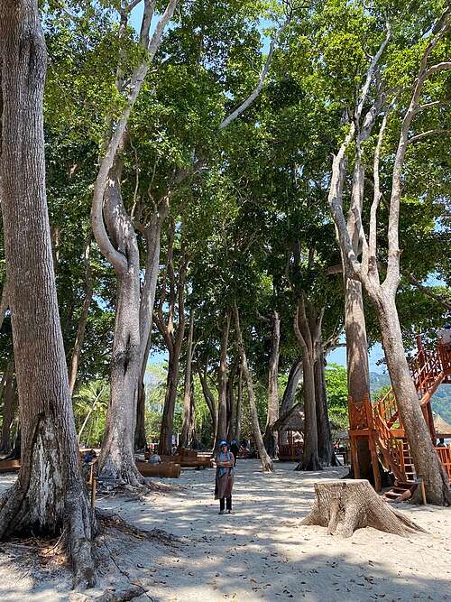 Elephant Beach