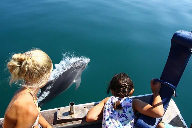 Dolphin Watching