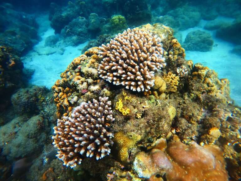 bala reef scuba diving