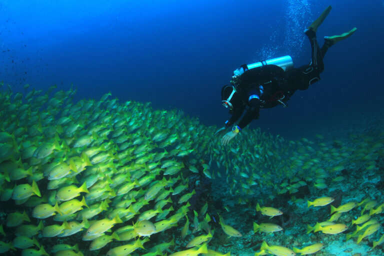 Scuba Diving