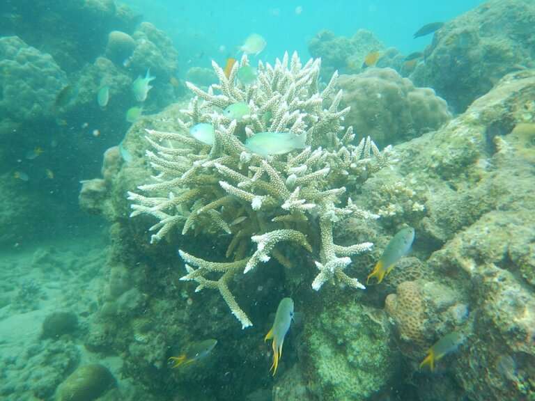 snorkelling in Elephant Beach