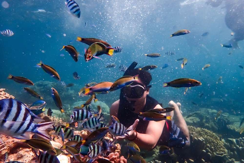 Young,Male,Snorkler,Exploring,Colorful,Underwater,World,Coral,Reef,With