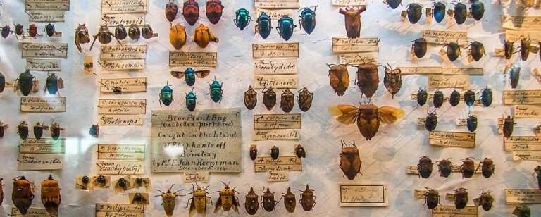 The Forest Museum, Chatham Island