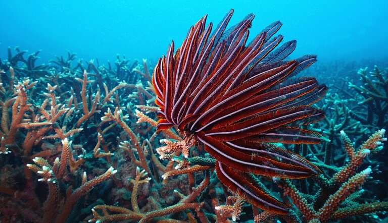 Barren Island in andaman