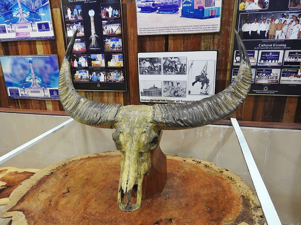 The Forest Museum, Chatham Island