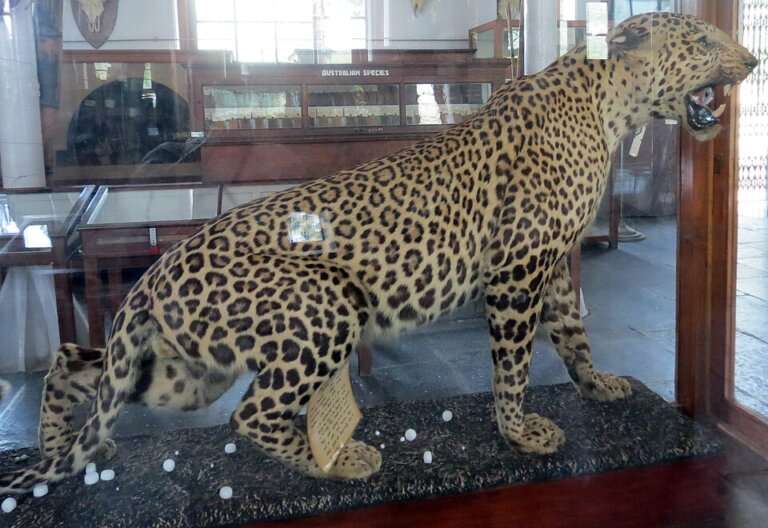 The Forest Museum, Chatham Island