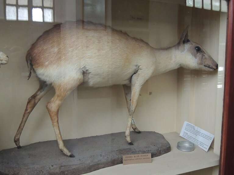 The Forest Museum, Chatham Island