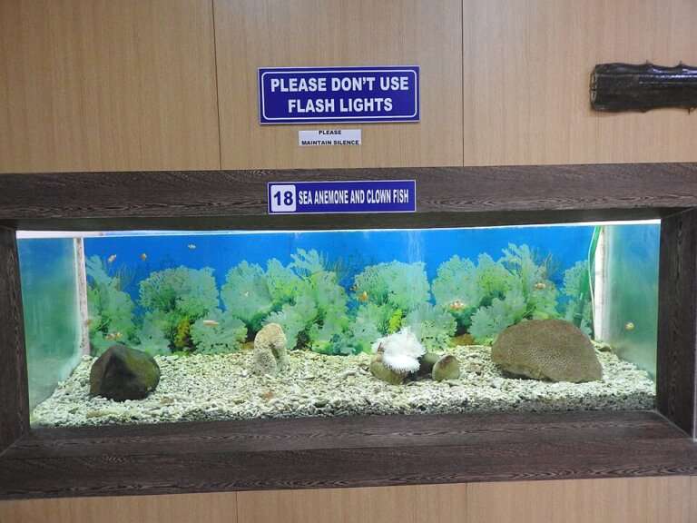 Fisheries Museum (Marine Museum & Aquarium), Delanipur