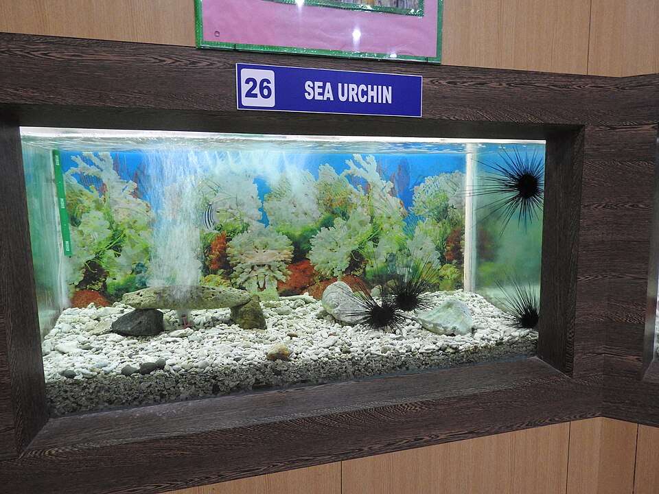Fisheries Museum (Marine Museum & Aquarium), Delanipur