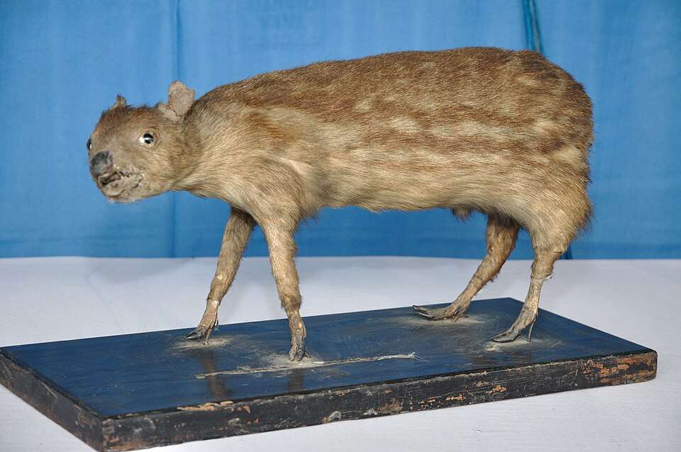 Zoological Survey of India (ZSI) Museum, Haddo