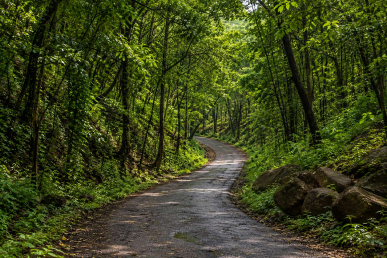 Kiala Forest...