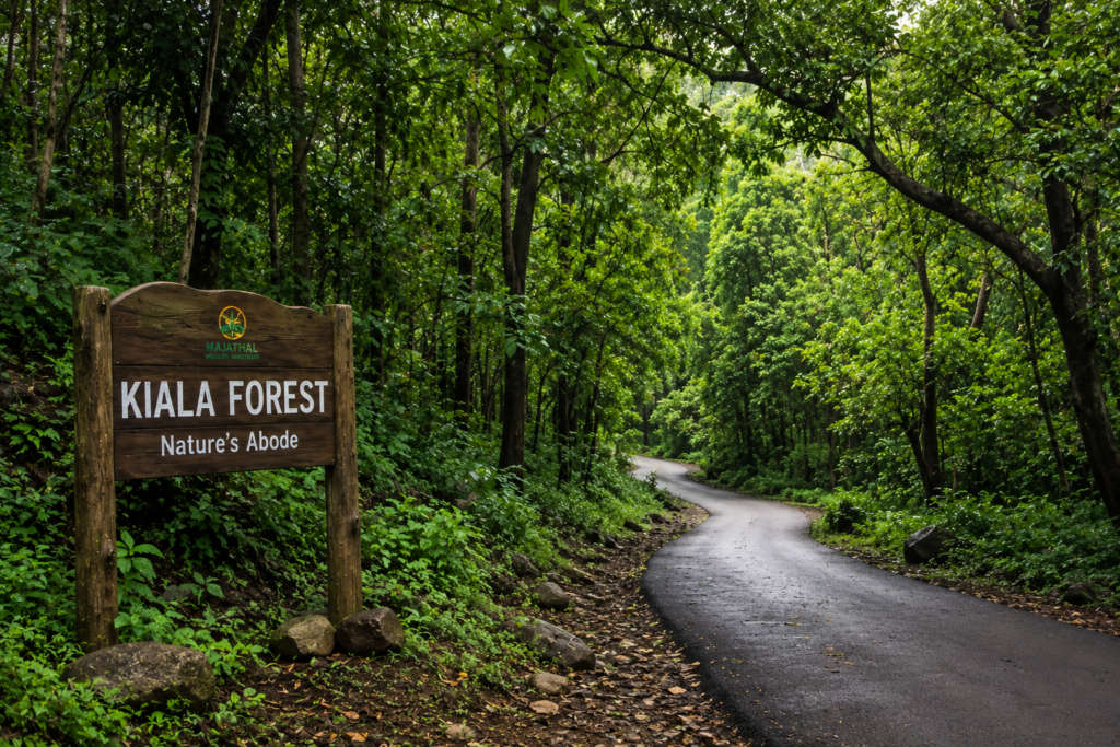 Kiala Forest...