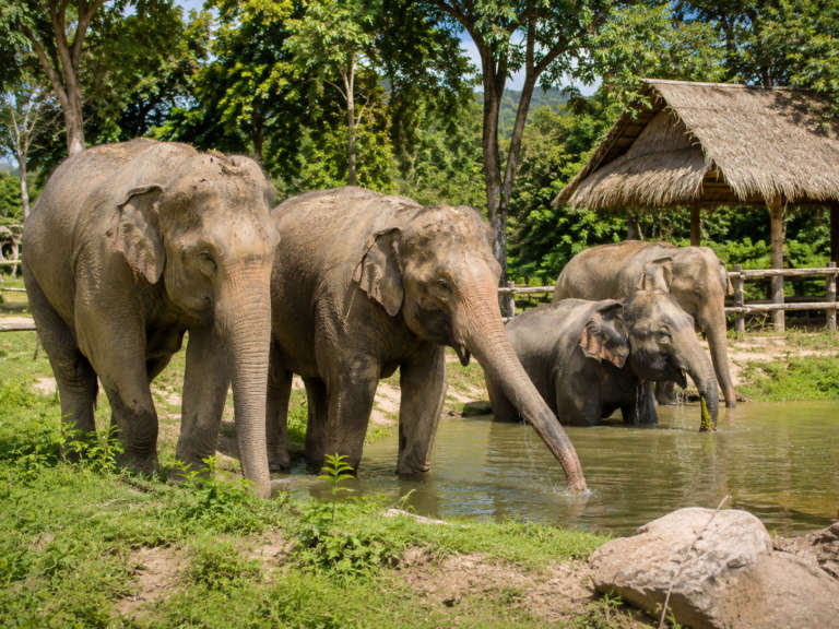 The most iconic landmark or viewpoint, Boon Lott’s Elephant Sanctuary (BLES), Sukhothai, Thailand