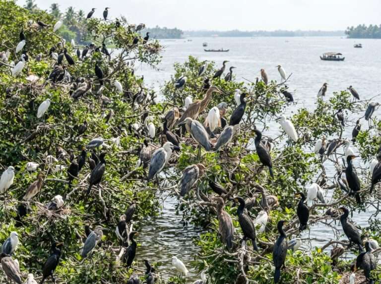 Travellers on a wooden country boat crossing Vembanad Lake toward Pathiramanal island, Kumarakom, Kerala, India