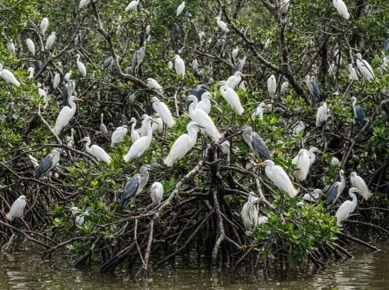 picnic-spots-in-kerala-08-kumarakom-iconic