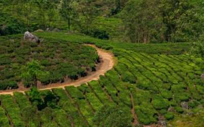 Car on the winding NH85 road through Munnar tea estates, the classic Kerala road trip route, India