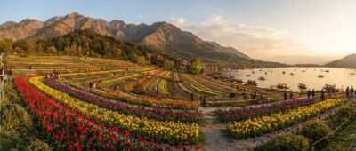Indira Gandhi Memorial Tulip Garden in Srinagar, Kashmir, with tulip terraces below the Zabarwan hills