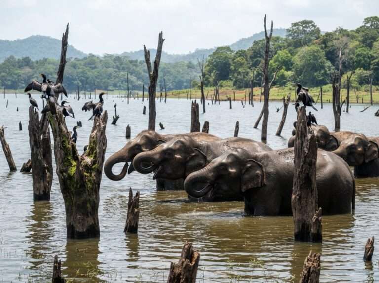 wildlife-sanctuaries-in-kerala-01-periyar-tiger-reserve-iconic