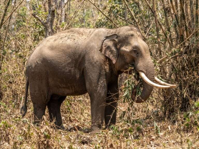 wildlife-sanctuaries-in-kerala-03-wayanad-wildlife-sanctuary-iconic