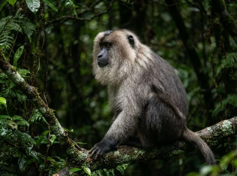 wildlife-sanctuaries-in-kerala-04-silent-valley-national-park-iconic