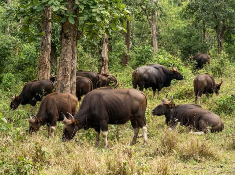 wildlife-sanctuaries-in-kerala-05-parambikulam-tiger-reserve-iconic