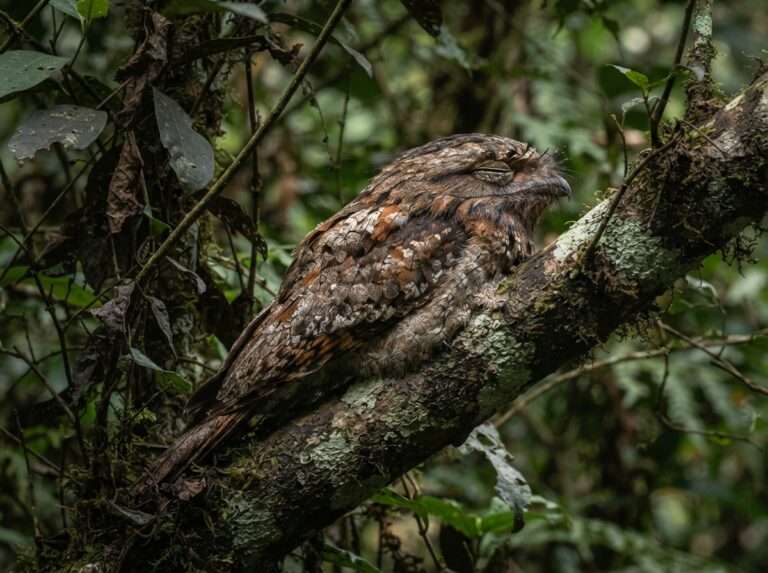wildlife-sanctuaries-in-kerala-06-thattekad-bird-sanctuary-iconic