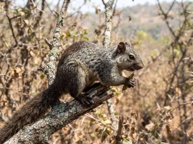 wildlife-sanctuaries-in-kerala-07-chinnar-wildlife-sanctuary-iconic