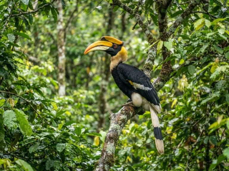 wildlife-sanctuaries-in-kerala-11-peechi-vazhani-wildlife-sanc-iconic
