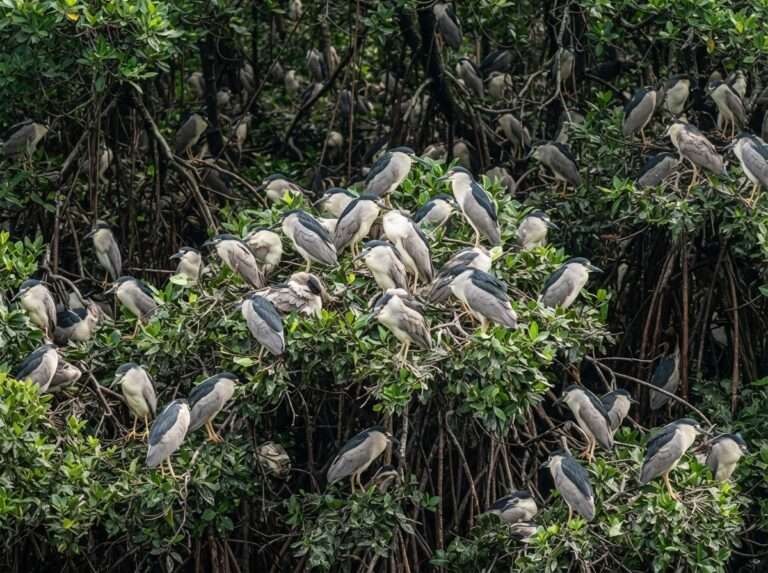 wildlife-sanctuaries-in-kerala-15-mangalavanam-bird-sanctuary-iconic